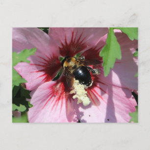 Busy Be Collection Pollen in a Hibiscus  Postcard