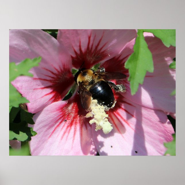 Busy Be Collection Pollen in a Hibiscus  Poster (Front)