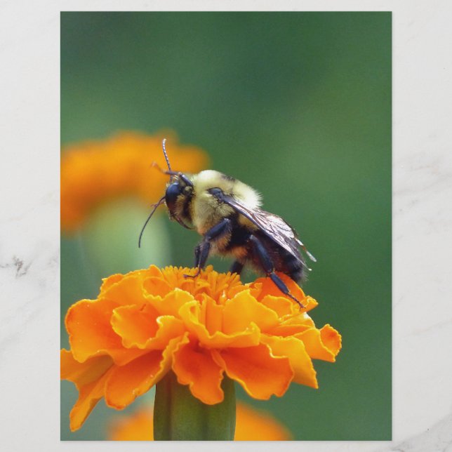 Busy Bee (Front)