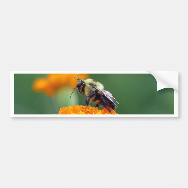 Busy Bee Bumper Sticker (Front)