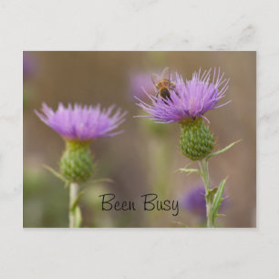 Busy Bee On Purple Thistle Photograph Custom Postcard