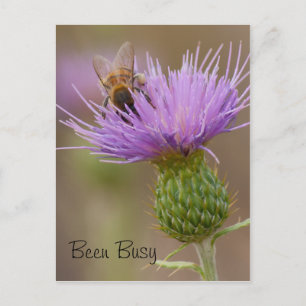 Busy Bee On Purple Thistle Photograph Custom Postcard