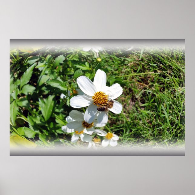 busy bee on white flower poster (Front)