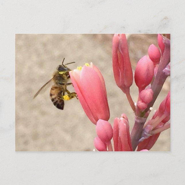 Busy Bee Postcard (Front)