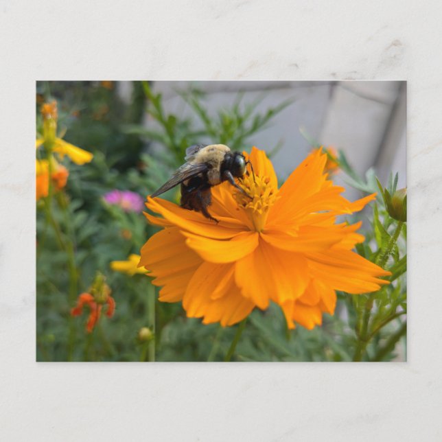 Busy Bee Postcard - by Cottagevale (Front)