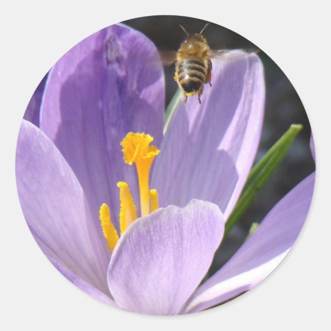 Busy Bee Stickers (Front)