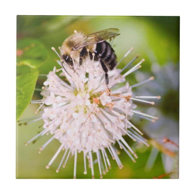 Busy Bee Tile (Front)