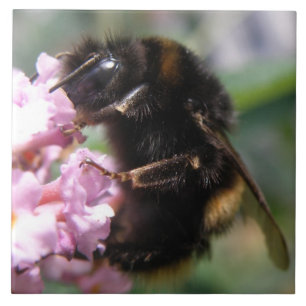 Busy Bumblebee and Pink Flowers Tile