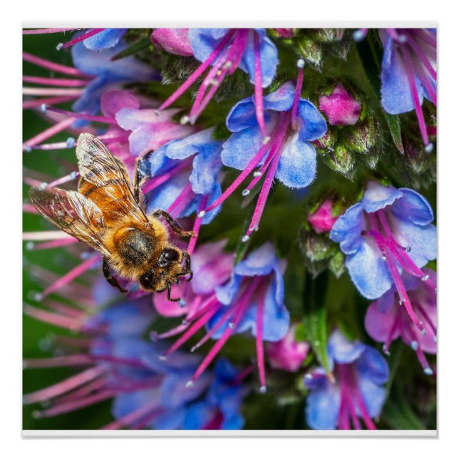 Busy Busy Bee Macro Honeybee Nature Art Poster (Devant)