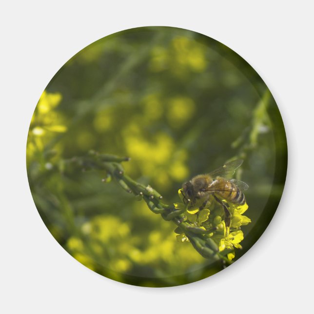 Busy Busy Bee Magnet (Front)