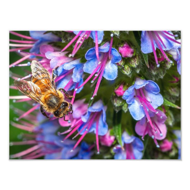 Busy Busy Bee Photo Print (Front)