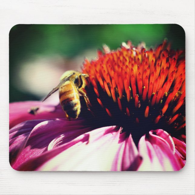 Busy Honey Bee Echinacea Flower  Mouse Pad (Front)
