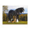 "Butch and Blackbird" Postcard