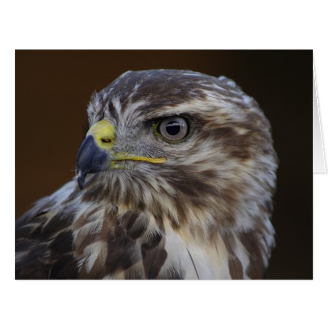 Buteo buteo (Front Horizontal)
