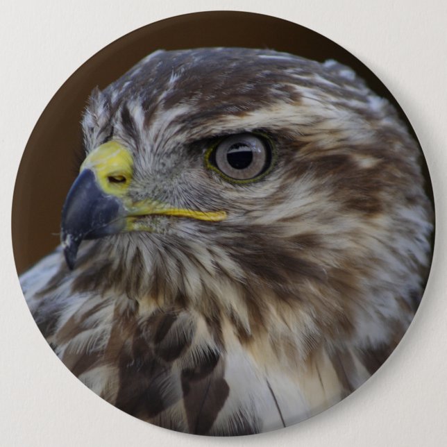 Buteo buteo 6 inch round button (Front)