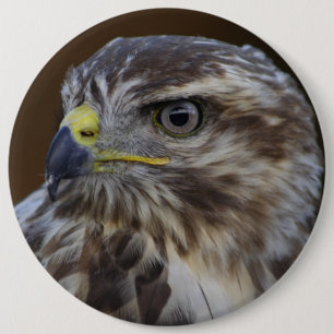 Buteo buteo 6 inch round button