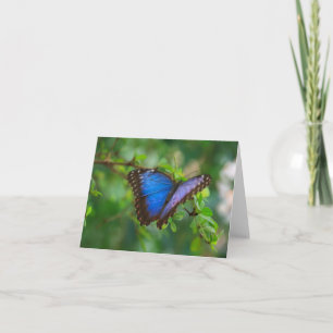 buterfly photograph card