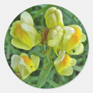 Butter 'n Eggs Wildflower Coordinating Items Classic Round Sticker