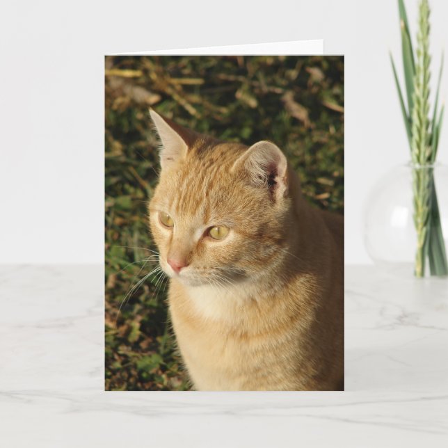 Butter the Kitten All Occasions  Card (Front)