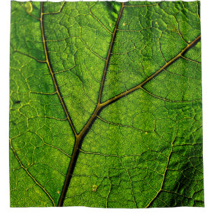 Butterbur leaf leaf veins green