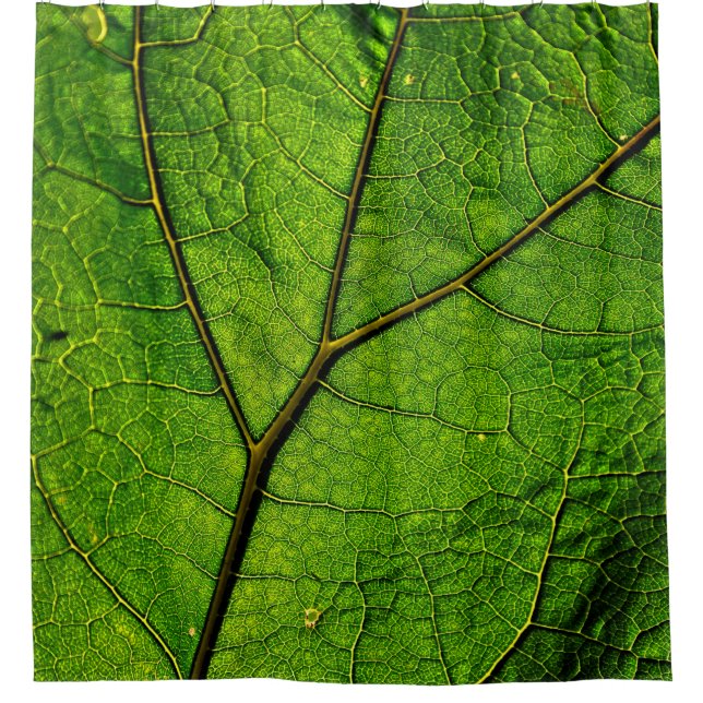 Butterbur leaf leaf veins green (Front)
