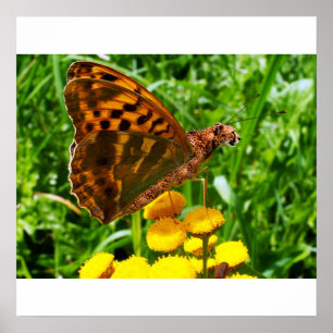 Buttercheeta poster
