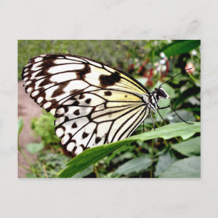 Buttercow Postcard