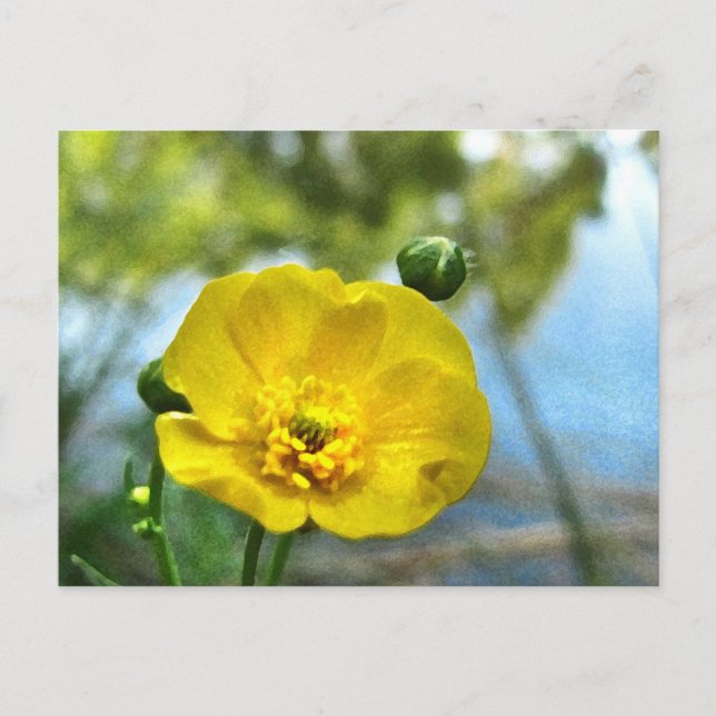Buttercup at the Pond Postcard (Front)