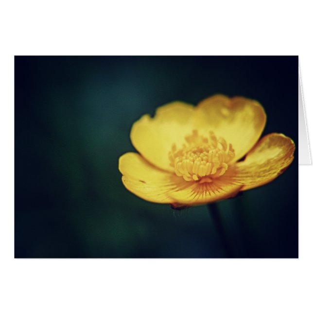 Buttercup Card (Front Horizontal)