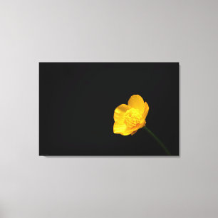 Buttercup Flower 36x24 (90x60cm) waccna Canvas Print