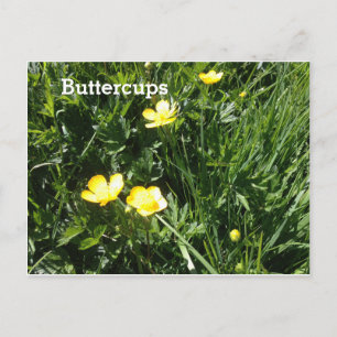 Buttercup, flower, picture postcard