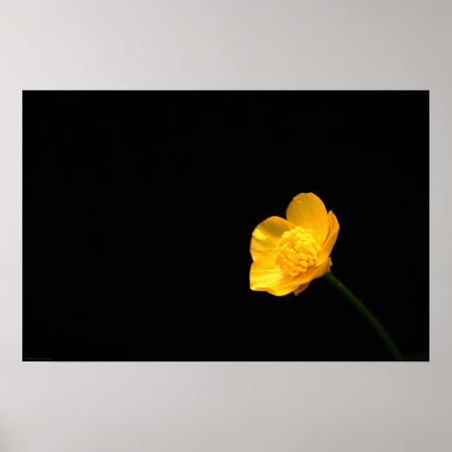 Buttercup Flower wapcnm Poster (Front)