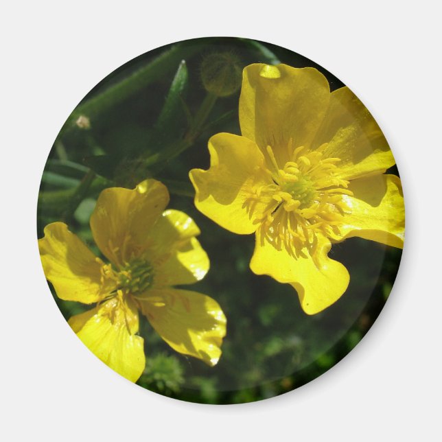 Buttercup flowers magnet (Front)