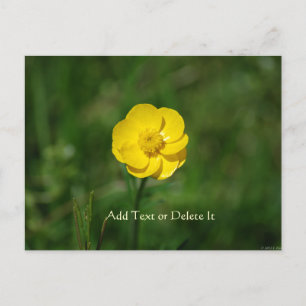 Buttercup postcard