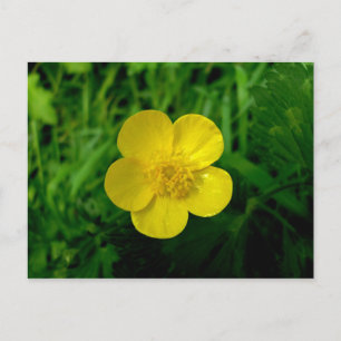 Buttercup Postcard