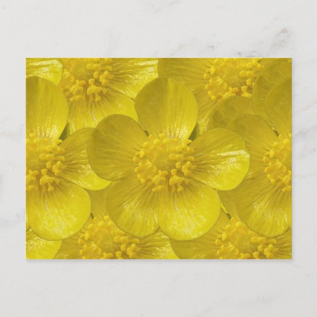Buttercup Postcards (Front)