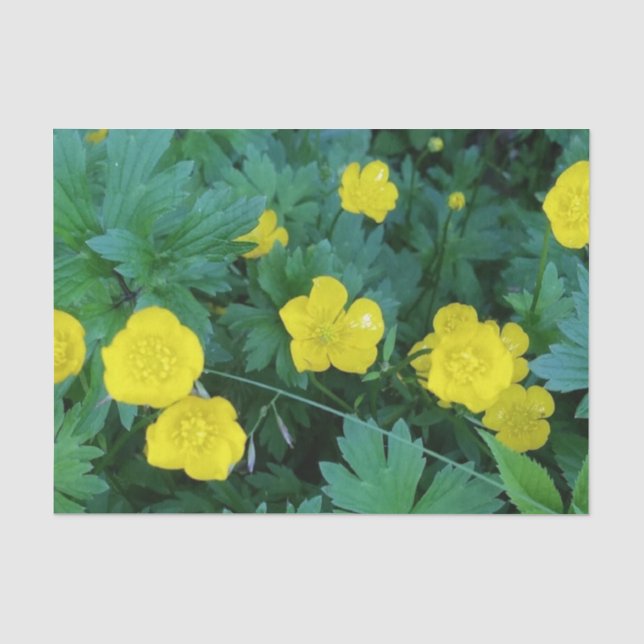 Buttercup Themed Tissue Paper (Front)
