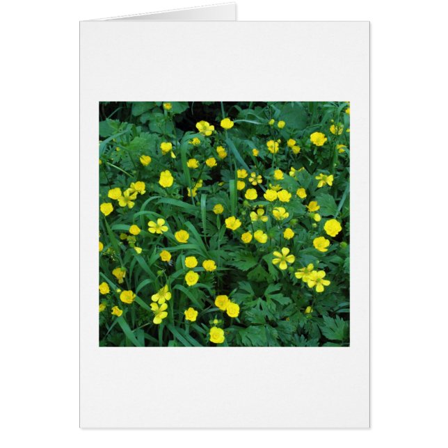 Buttercups (Front)