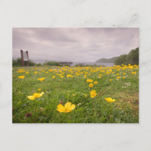 Buttercups in Scotland Postcard