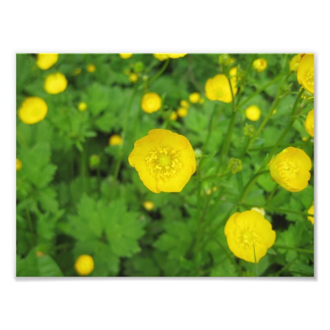 Buttercups Photo Print (Front)