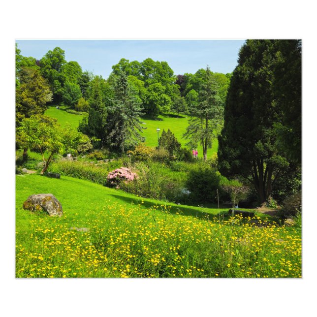 Buttercups  photo print (Front)