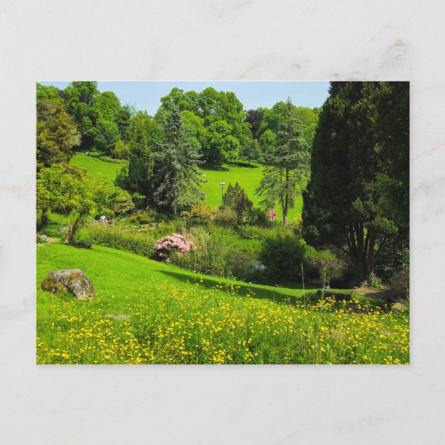 Buttercups  postcard (Front)