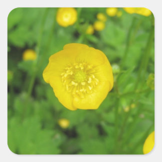 Buttercups Square Sticker