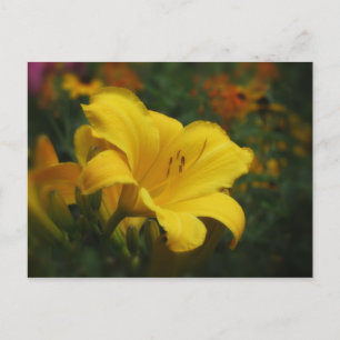 Buttered Popcorn Garden - Daylily Postcard