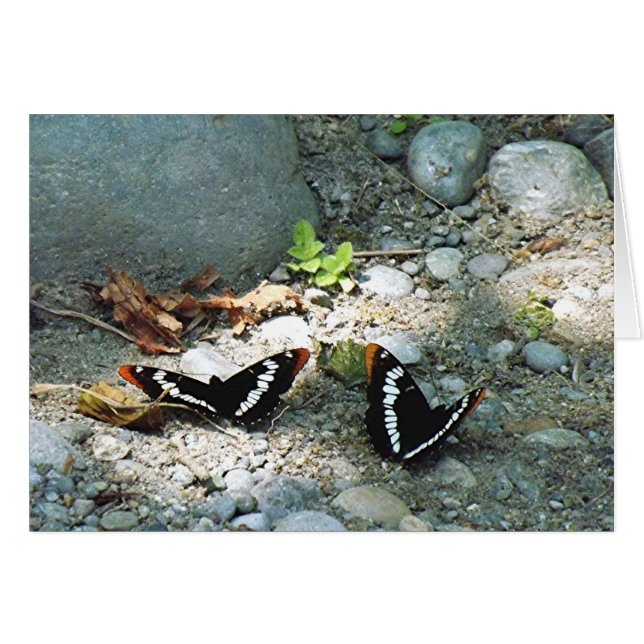 Butterflies (Front Horizontal)