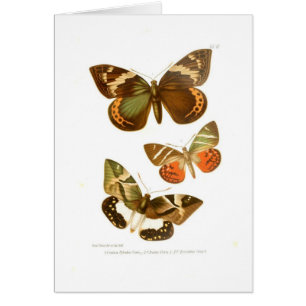 Butterflies