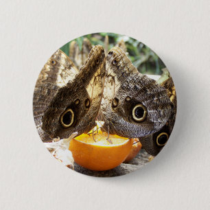 BUTTERFLIES 2 INCH ROUND BUTTON