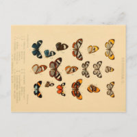Butterflies 2 Vintage Drawing Postcard
