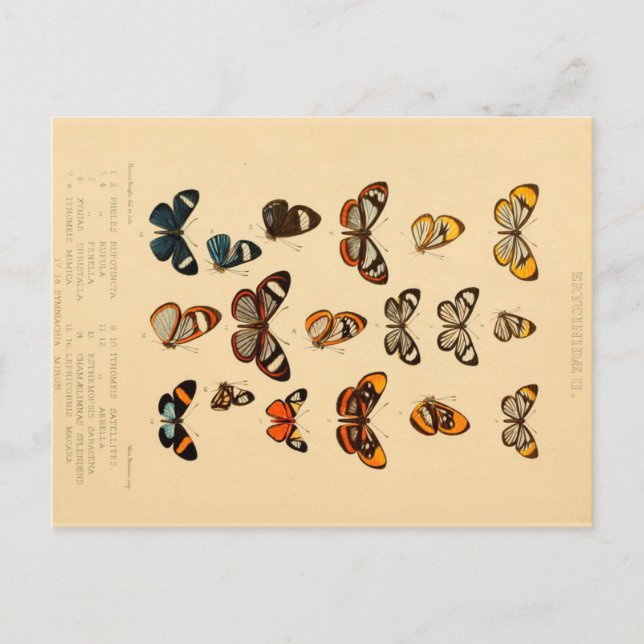 Butterflies 2 Vintage Drawing Postcard (Front)