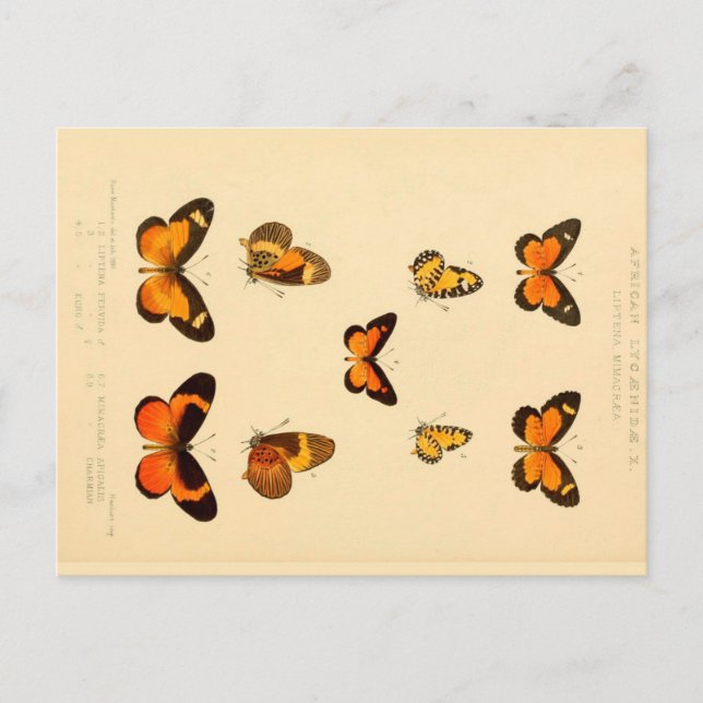 Butterflies 3 Vintage Drawing Postcard (Front)